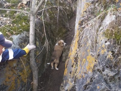 Щенок из Башкирии оказался в смертельном плену