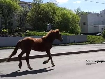 В Уфе на оживленной улице замечена безнадзорная лошадь