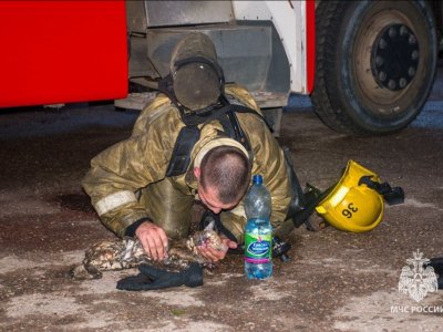 В Башкирии спасатели оказали первую помощь коту, который пострадал в пожаре