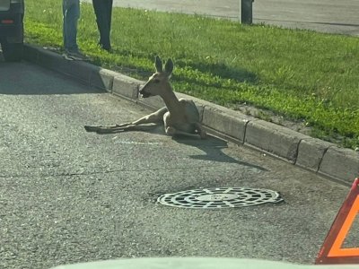 В центре Стерлитамака водитель сбил косулю