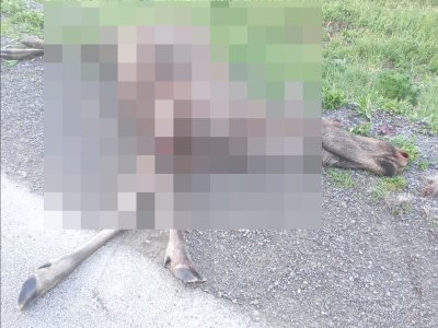 Минэкологии: в Башкирии за пять дней в авариях погибли пять косуль и шесть лосей