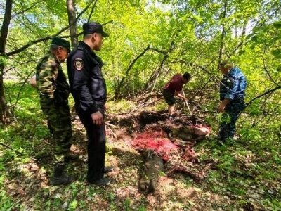 Житель Башкирии сознался в незаконном убийстве лося, не выдержав мук совести