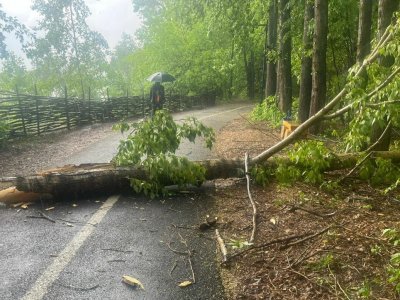 В Уфе на тропе здоровья на женщину с ребенком рухнуло дерево