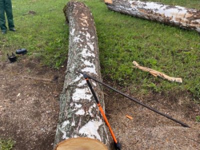 Житель Белебеевского района пойдет под суд за незаконную рубку деревьев