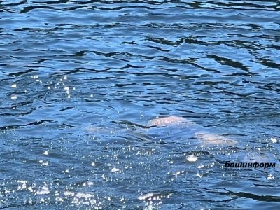 Купался в опасном месте: рыбаки достали из воды мертвого уфимца