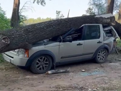 В Башкирии беременная женщина пострадала от упавшего на палаточный лагерь дерева